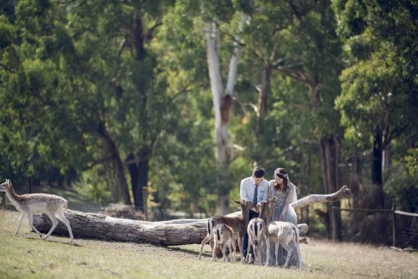 Wendy and Peter's pre-wedding session in St Kilda, frame 016