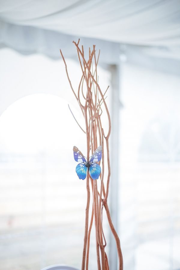 Bellview Estate Bilpin wedding, Kirstie and Hussein, frame 218
