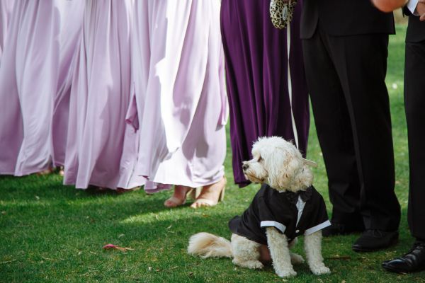 Joanna and Dominic's wedding day in Red Hill, frame 160