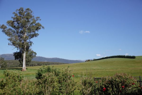 Aroya and Jack's wedding day in Narbethong, frame 151