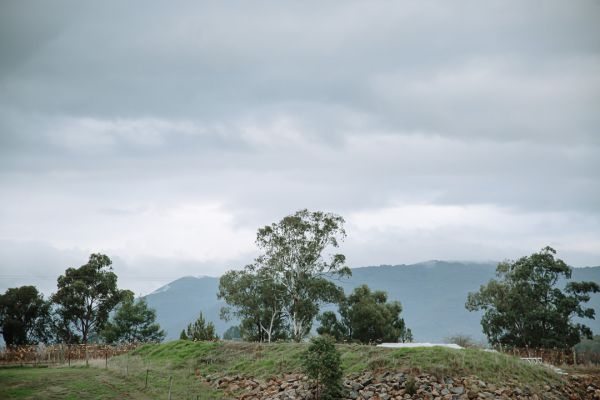 Rochford Wines wedding photo Coldstream