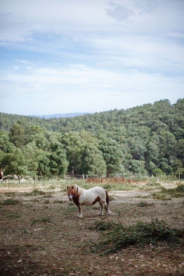 Strathvea Guesthouse wedding photo Healesville
