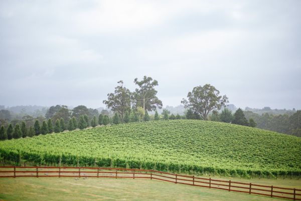 Yarra Ranges Estate wedding, Yolanda and Matt, frame 188