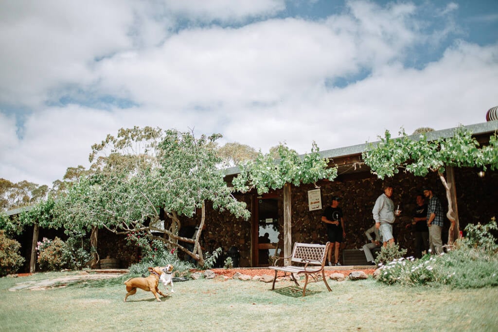 Two dogs play on the lawn in front of the stone homestead at Camp Sunnystones.