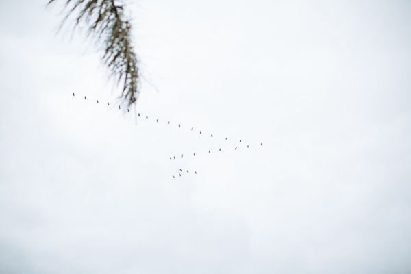 A flock of birds crossing the grey sky – a quiet beat before the wedding