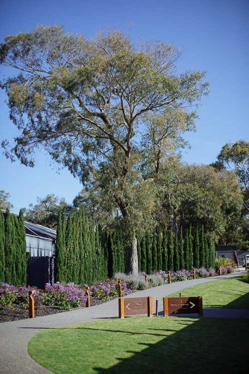 Cypress-lined garden path at Stillwater at Crittenden, Dromana