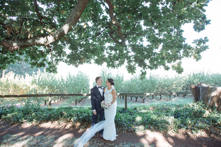 At the orchard fence beneath the oak, the tulle drifting