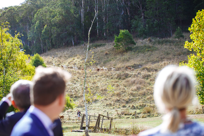 Guests watch a herd of alpacas cross the hillside at Pennyroyal Retreat
