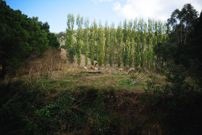 Alpacas graze between poplar trees in a Pennyroyal Otways Retreat paddock