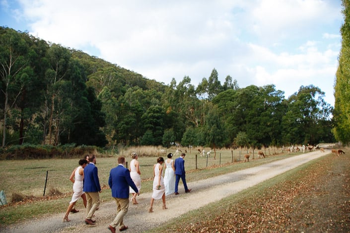 The wedding party walks the gravel drive beside alpaca paddocks at Pennyroyal Retreat