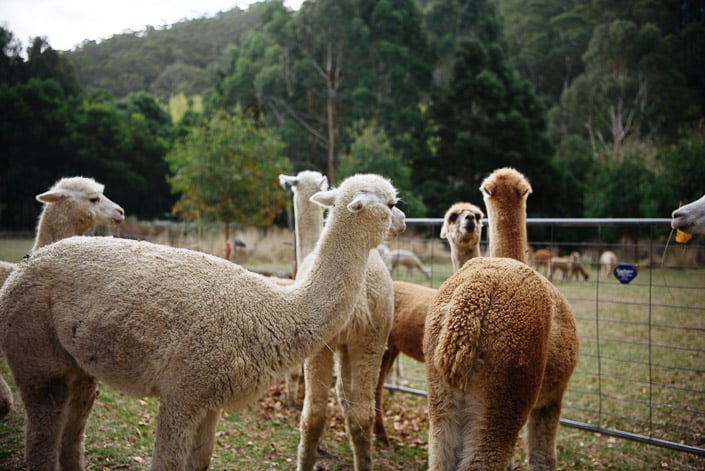 Alpacas gather at their paddock gate at Pennyroyal Otways Retreat
