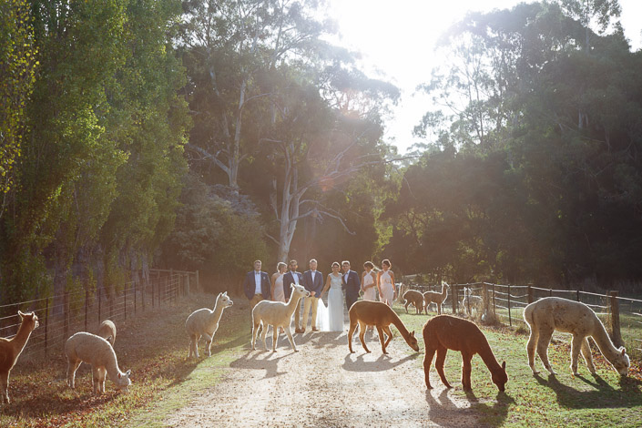 Alpacas cross the gravel drive in front of the wedding party at Pennyroyal Retreat
