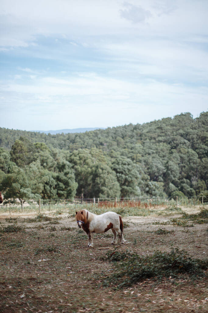 A brown-and-white pony stands in the paddock at Strathvea Guesthouse, with wooded hills beyond.