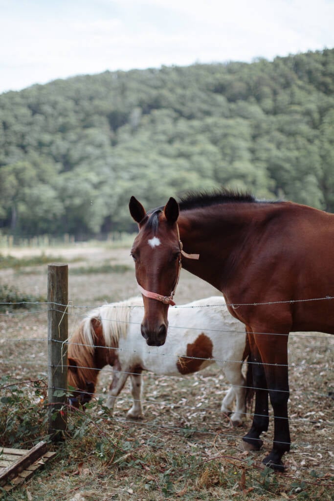 A horse faces the camera beside a grazing pony in the paddock at Strathvea.