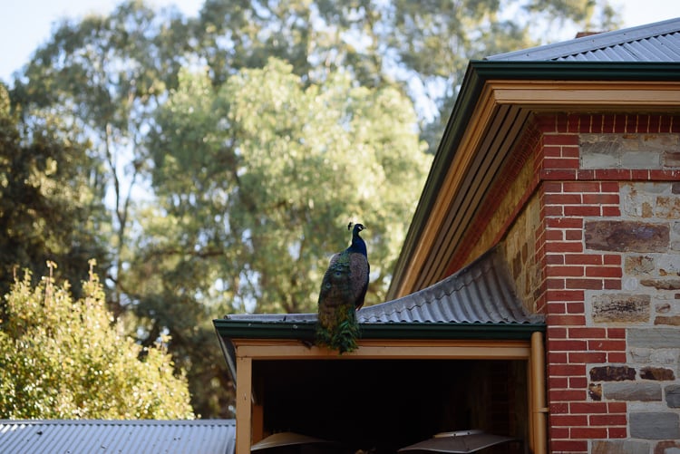 A peacock perches on a corrugated roof at Sunnybrae, above a stone and brick wall.