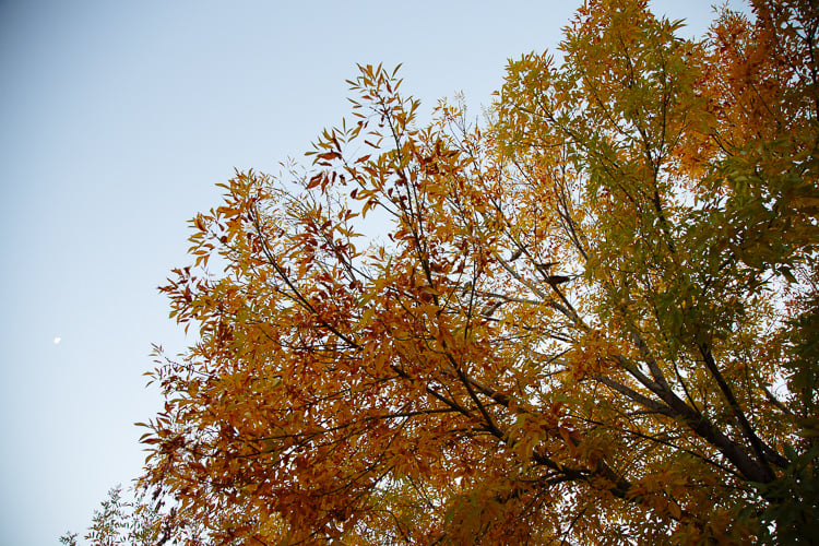 Yellow-orange branches frame the pale sky and a small moon at Sunnybrae Estate.