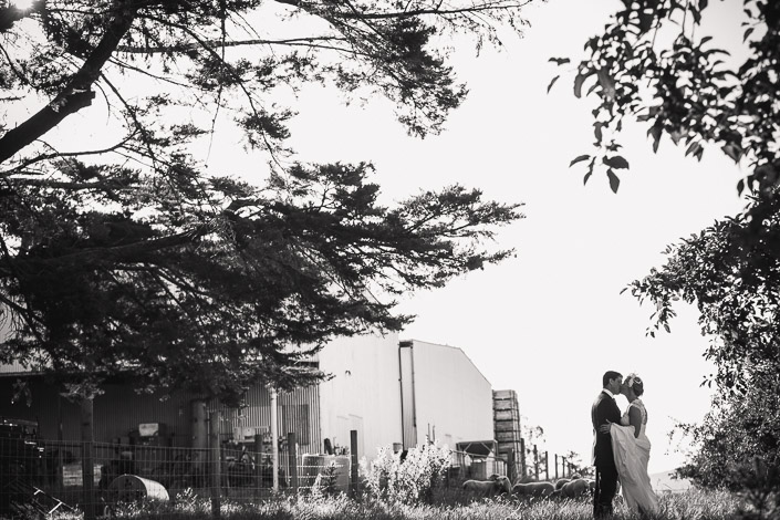 A monochrome kiss framed by pine and farm machinery
