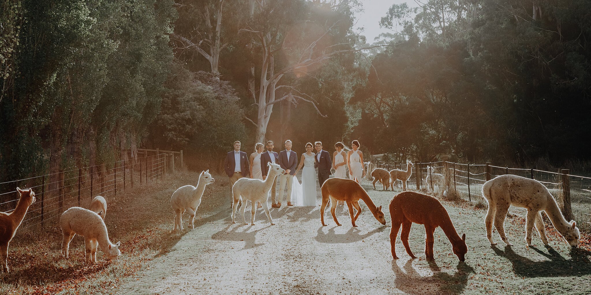 Taylah and Sinclair with their wedding party and alpacas at Pennyroyal Otways Retreat Pennyroyal Otways Retreat Wedding Photo Great Ocean Road & Otways